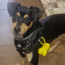 Dispensador de 15 bolsas para perros