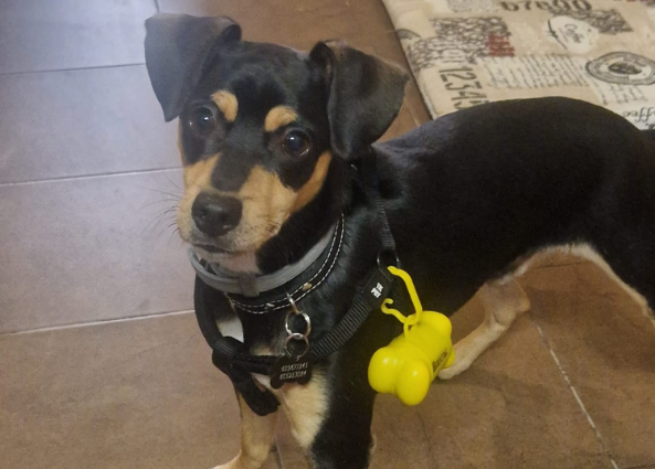 Dispensador de 15 bolsas para perros